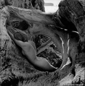 "driftwood"  photo by barbara vaughn